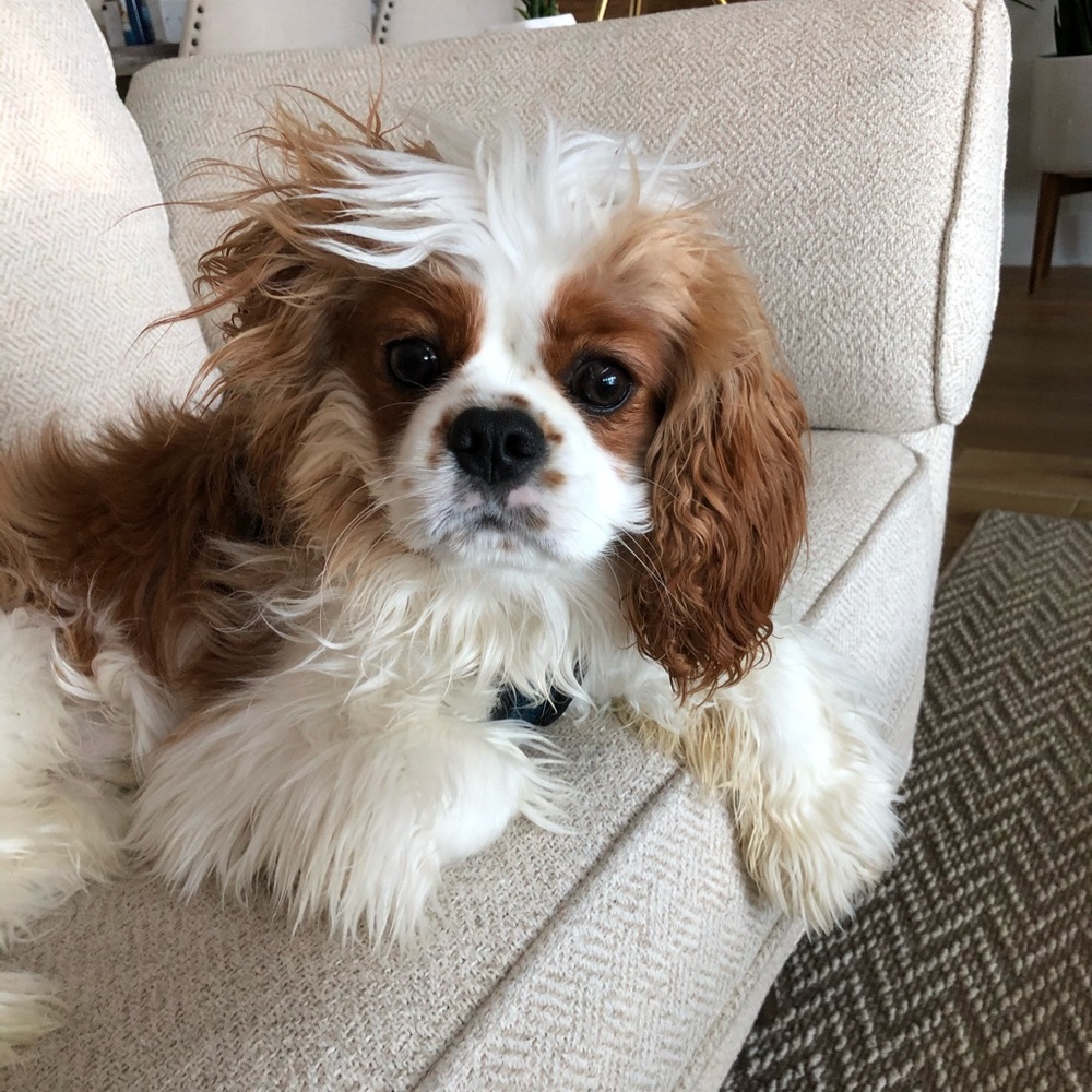 My baby Remy ๐ถ๐ท - Picture 11 of 16